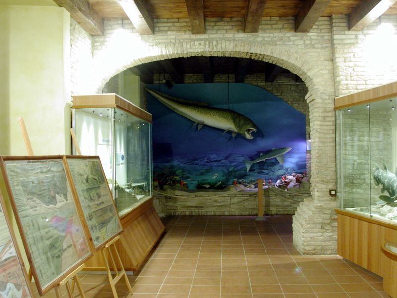 Aspetti del percorso espositivo con sullo sfondo la ricostruzione di un ambiente pelagico
